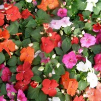 Springkraut_Busy_Lizzie_Dwarf_Mix_Samen_1.jpg Springkraut_Busy_Lizzie_Dwarf_Mix_Samen_1.jpg