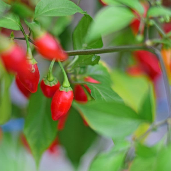 Bio Peito de Moca Chili Samen