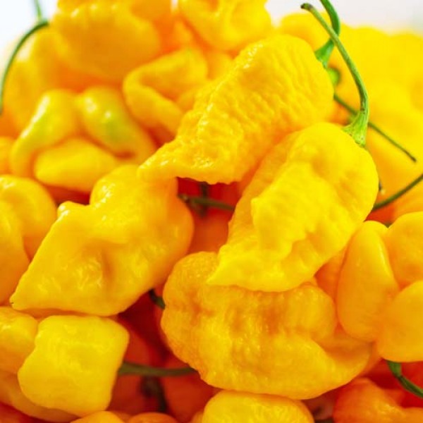 BIO Carolina Reaper Yellow frisch 100g