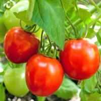 Glacier Tomaten Samen Glacier Tomaten Samen