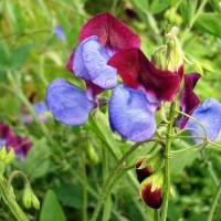 Duftwicke_Old_Spice_Cupani_Samen_1.jpg Duftwicke_Old_Spice_Cupani_Samen_1.jpg