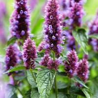 Agastache_Lavender_Blue_Samen_1.jpg Agastache_Lavender_Blue_Samen_1.jpg