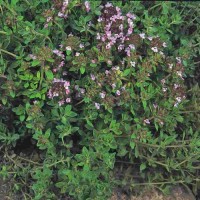 Thymian_Samen_1.jpg Thymian_Samen_1.jpg