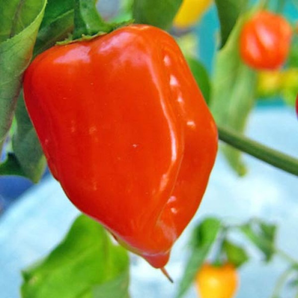BIO_Habanero_Magnum_Orange_Chili_Samen_01.jpg