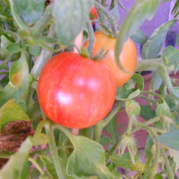 Tigerella Tomaten Samen