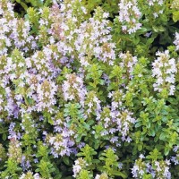 Thymian_Broad_Leaved_Samen_1.jpg Thymian_Broad_Leaved_Samen_1.jpg