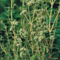 Majoran_Sweet_Samen_1.jpg Majoran_Sweet_Samen_1.jpg