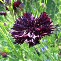 Kornblume_Black_Ball_Samen_1.jpg Kornblume_Black_Ball_Samen_1.jpg