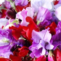 Duftwicke_Royal_Family_Mix_Samen_1.jpg Duftwicke_Royal_Family_Mix_Samen_1.jpg