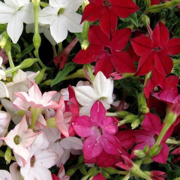 Ziertabak_Nicotiana_Affinis_Sensation_Mixed_Samen_1.jpg