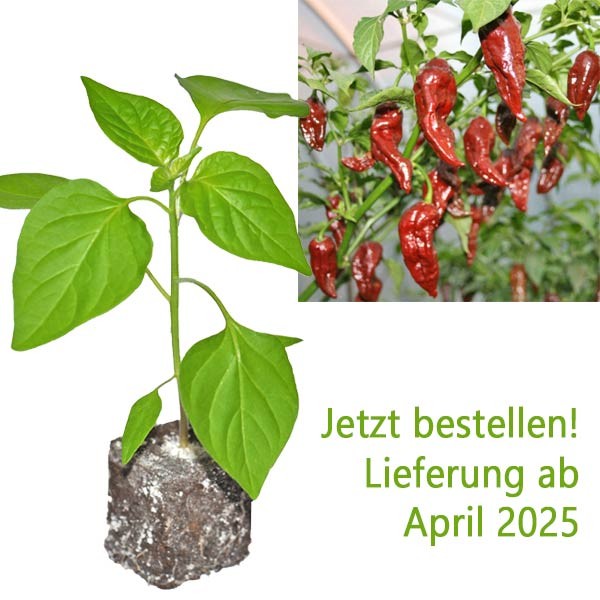 BIO_Bhut_Jolokia_Chocolate_Chili-Pflanze_01.jpg