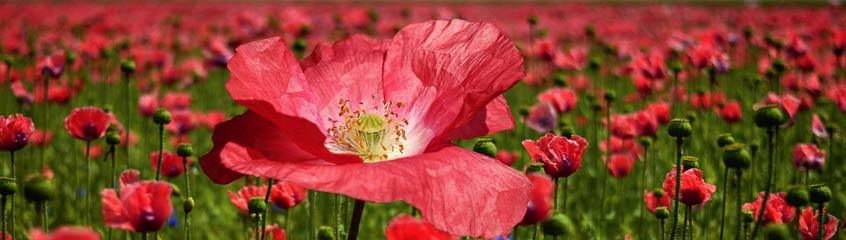 Mohn