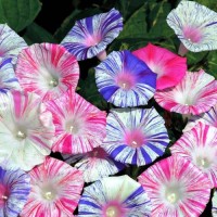 Prunkwinde_Carnevale_di_Venezia_Samen_1.jpg Prunkwinde_Carnevale_di_Venezia_Samen_1.jpg