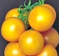 Ponderosa Yellow Tomaten Samen Ponderosa Yellow Tomaten Samen