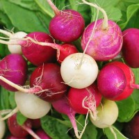 Radieschen_Easter_Egg_Samen_1.jpg Radieschen_Easter_Egg_Samen_1.jpg