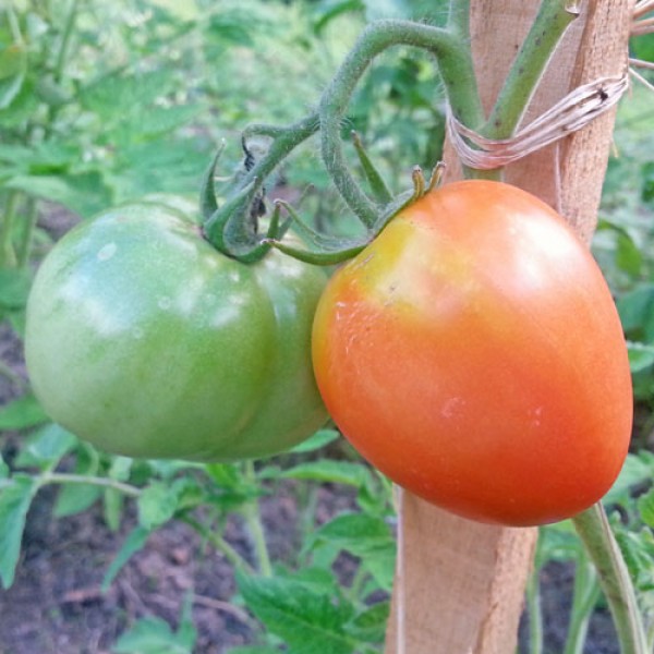 Calypso Tomaten Samen