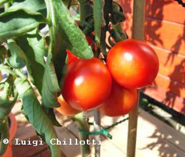 Principe Borghese Tomaten Samen