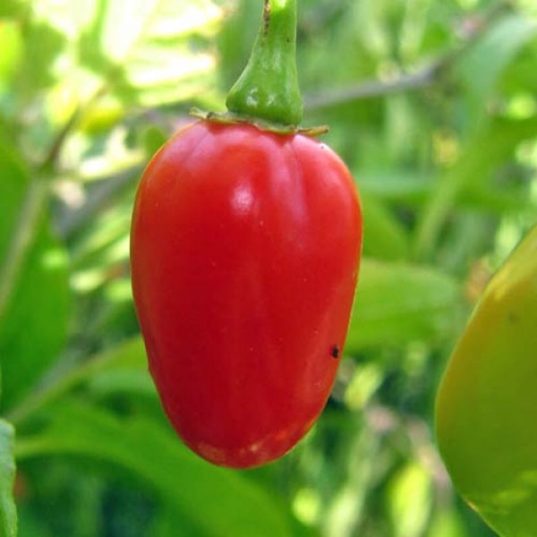BIO Umberto Chili Samen