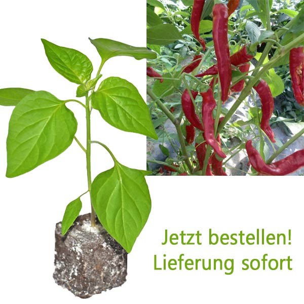 BIO Aci Biber Medium Chili-Pflanze