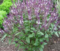 Basilikum_Cinnamon_Samen_1.jpg Basilikum_Cinnamon_Samen_1.jpg