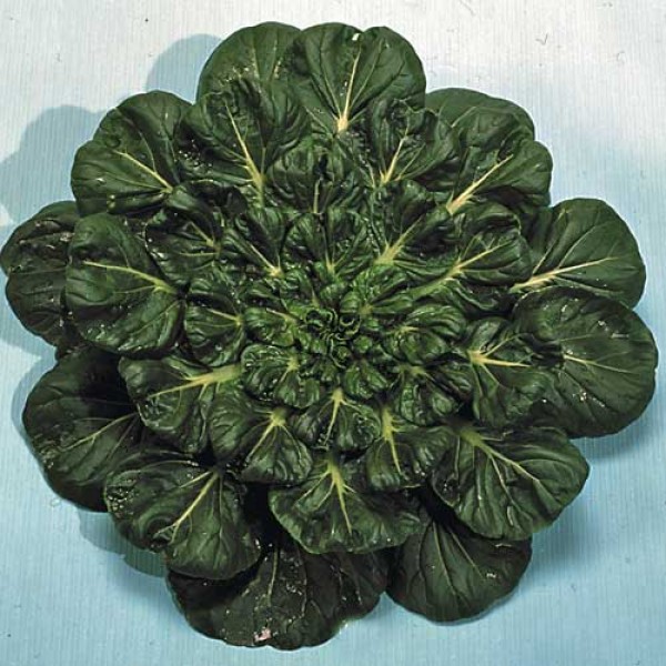 Pak_Choi_Rosette_Tatsoi_Samen_1.jpg