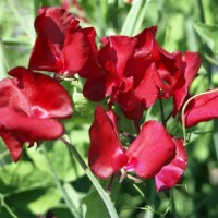 Duftwicke_Winston_Churchill_Samen_1.jpg Duftwicke_Winston_Churchill_Samen_1.jpg