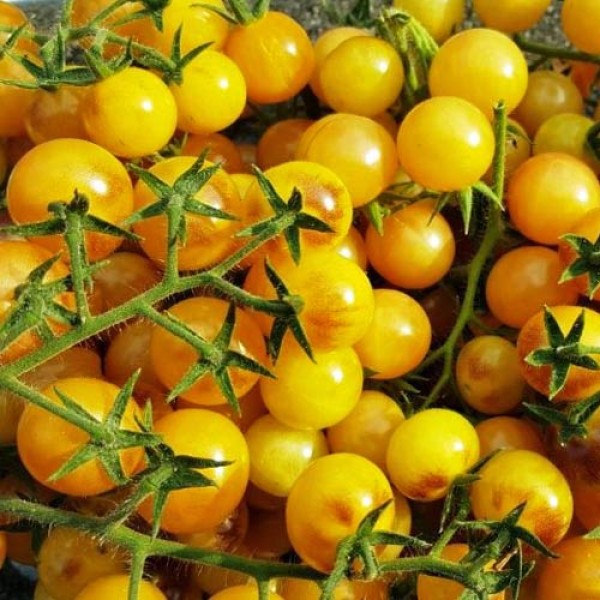 Amethyst_Cream_Cherry_Tomaten_Samen_1.jpg