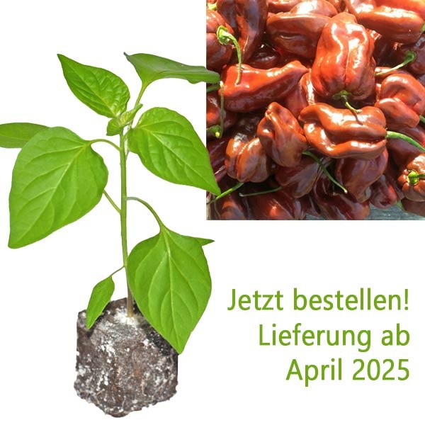 BIO_Habanero_Chocolate_Chili-Pflanze_01.jpg