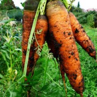 Karotte_Autumn_King_Samen_1.jpg Karotte_Autumn_King_Samen_1.jpg